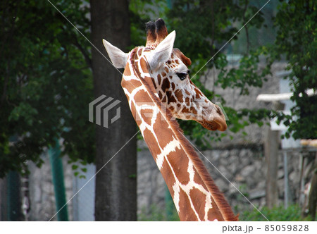 Head of a Giraffe in Open Zoo Head of a Giraffe in Open Zoo 85059828