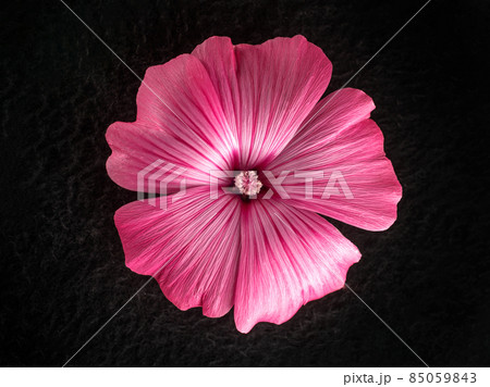 Studio shot of flower on black background. View above. 85059843