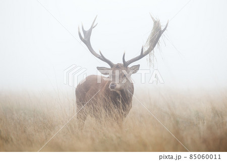 Red deer stag on a misty autumn morning 85060011