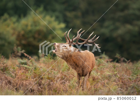 Portrait of a red deer stag calling during rutting season in autumn Portrait of a red deer stag calling during rutting season in autumn 85060012