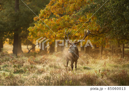 Red deer stag on an early autumn morning Red deer stag on an early autumn morning 85060013