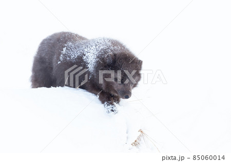 Close up of an Arctic fox in snow in winter Close up of an Arctic fox in snow in winter 85060014