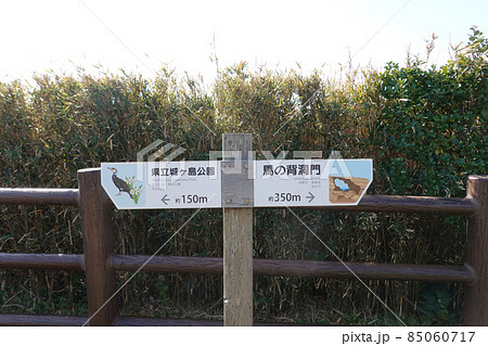 晴れ渡った城ヶ島(三浦半島)、ウミウ展望台(馬の背洞門)への尾根道 晴れ渡った城ヶ島(三浦半島)、ウミウ展望台(馬の背洞門)への尾根道 85060717