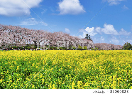 埼玉県　幸手権現堂桜堤（さってごんげんどうさくらつつみ）　千本桜と菜の花畑 85060828