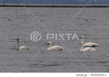 並んで遊泳するコハクチョウ 85060953