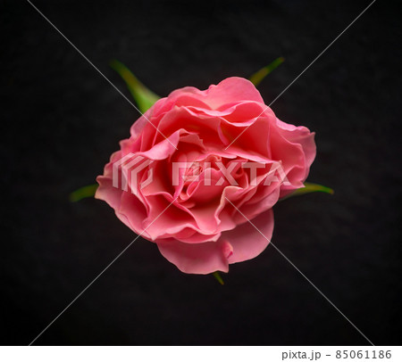 Studio shot of flower on black background. Photo from above. Studio shot of flower on black background. Photo from above. 85061186