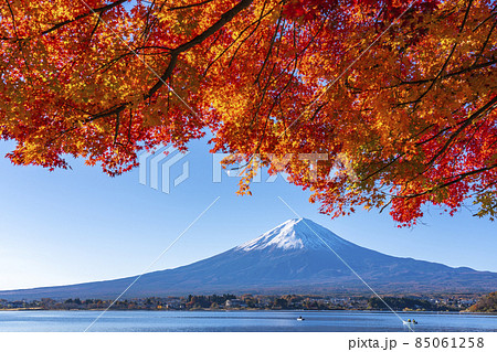 河口湖畔から見る富士山と紅葉 85061258