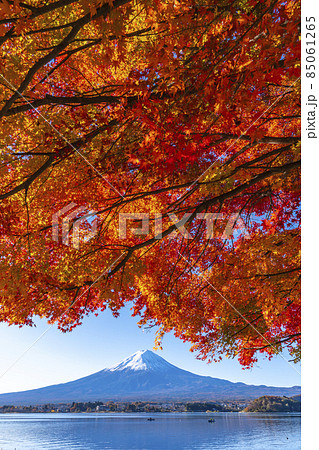 河口湖畔から見る富士山と紅葉 85061265