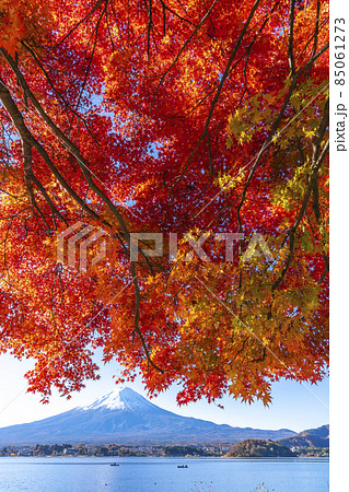 河口湖畔から見る富士山と紅葉 85061273