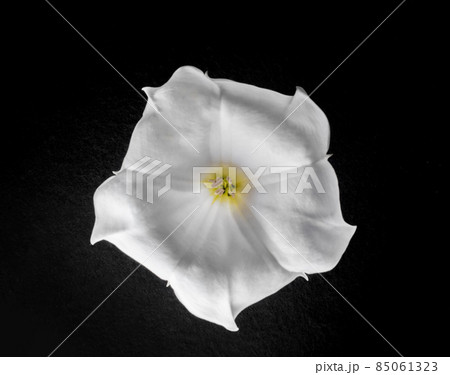 Top view of a flower on black background. On black background. Top view of a flower on black background. On black background. 85061323