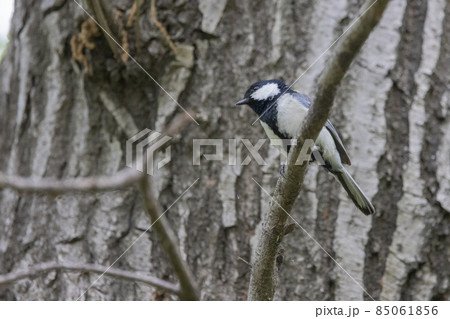 胸のネクタイが可愛らしい身近な野鳥 シジュウカラ 85061856