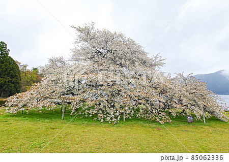 神奈川県 箱根/ 芦ノ湖「湖畔の一本桜」 神奈川県 箱根/ 芦ノ湖「湖畔の一本桜」 85062336