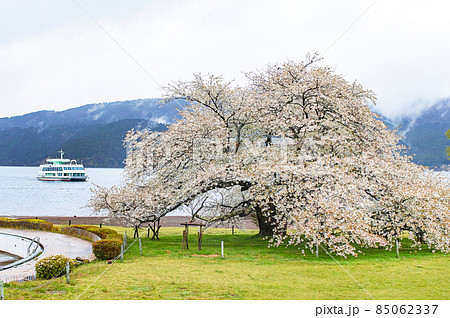 神奈川県 箱根/ 芦ノ湖「湖畔の一本桜」 神奈川県 箱根/ 芦ノ湖「湖畔の一本桜」 85062337