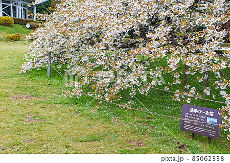 神奈川県 箱根/ 芦ノ湖「湖畔の一本桜」 神奈川県 箱根/ 芦ノ湖「湖畔の一本桜」 85062338