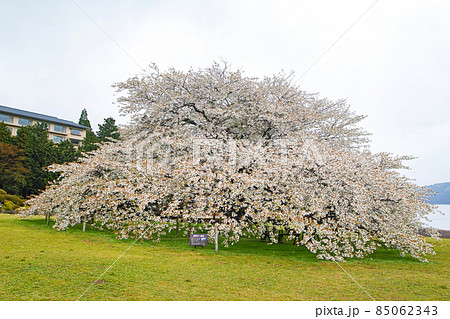 神奈川県 箱根/ 芦ノ湖「湖畔の一本桜」 神奈川県 箱根/ 芦ノ湖「湖畔の一本桜」 85062343