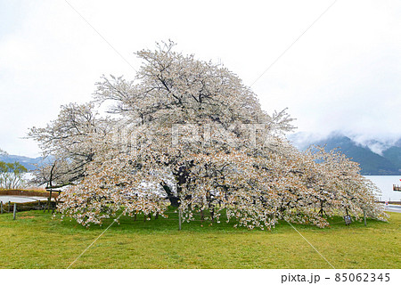 神奈川県 箱根/ 芦ノ湖「湖畔の一本桜」 神奈川県 箱根/ 芦ノ湖「湖畔の一本桜」 85062345