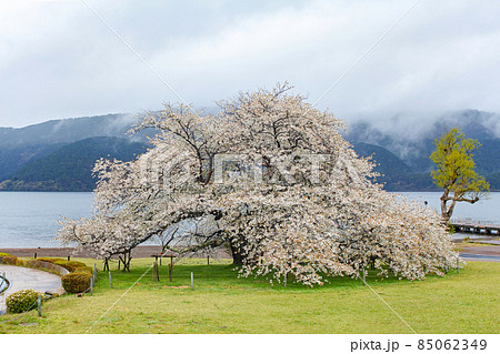 神奈川県 箱根/ 芦ノ湖「湖畔の一本桜」 神奈川県 箱根/ 芦ノ湖「湖畔の一本桜」 85062349