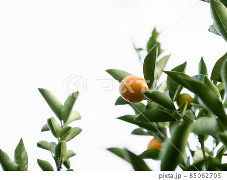 キンカン 85062705