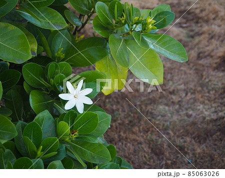 タヒチ島に咲くティアレ タヒチ島に咲くティアレ 85063026