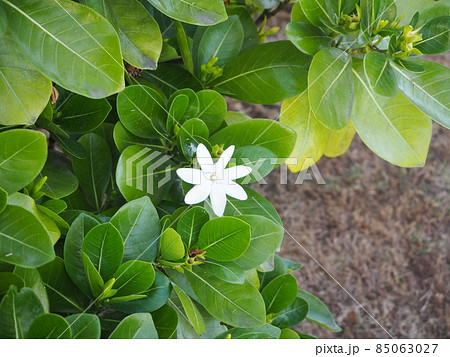 タヒチ島に咲くティアレ タヒチ島に咲くティアレ 85063027