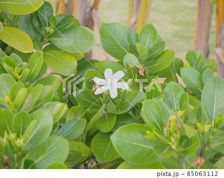 タヒチ島に咲くティアレ タヒチ島に咲くティアレ 85063112