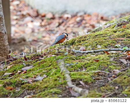 木の幹にくわえたハゼの実を貯食する鳥ヤマガラ 85063122