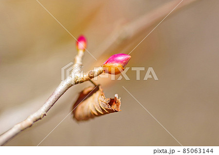 春を待つ落葉広葉低木トサミズキの花芽 春を待つ落葉広葉低木トサミズキの花芽 85063144