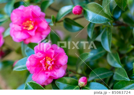 秋の好古園 秋の好古園 85063724