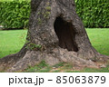 A tree trunk with a cave 85063879