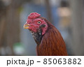 The cock head pose 85063882