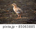 The little chick standing alone 85063885