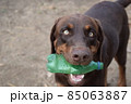 The Dog holding a bottle in the mouth 85063887