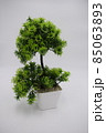 The Bonsai plant in a white pot 85063893