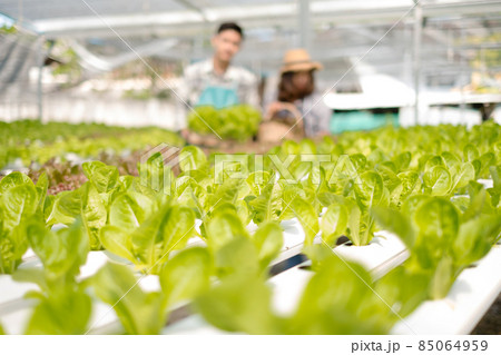 Hydroponics, smiling young Asian couple farmers holding vegetable baskets, standing on a farm, growing organic, commercial organic vegetables. Organic farming business concept Hydroponics, smiling young Asian couple farmers holding vegetable baskets, standing on a farm, growing organic, commercial organic vegetables. Organic farming business concept 85064959