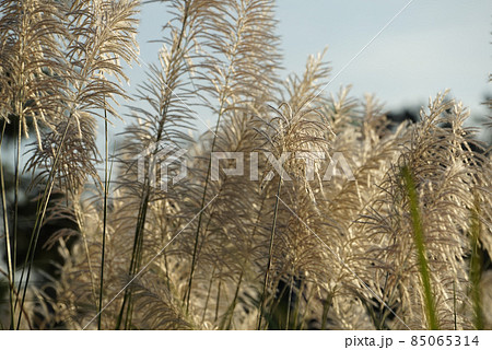 Flower grasses while wind blow with sunset sky in the evening. Flower grasses while wind blow with sunset sky in the evening. 85065314