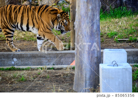 天王寺動物園 アムールトラ18 85065356