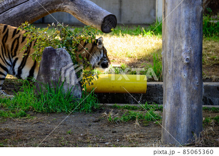 天王寺動物園 アムールトラ20 天王寺動物園 アムールトラ20 85065360