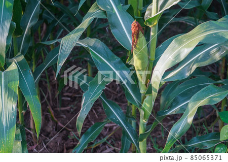 Corn pods on the corn plant,corn field in agricultural garden. 85065371