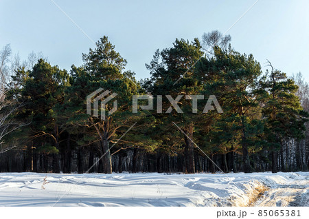 Winter forest landscape. Beautiful pine trees under a blue sky. Snow-covered forest. Nature of Eastern Siberia 85065381