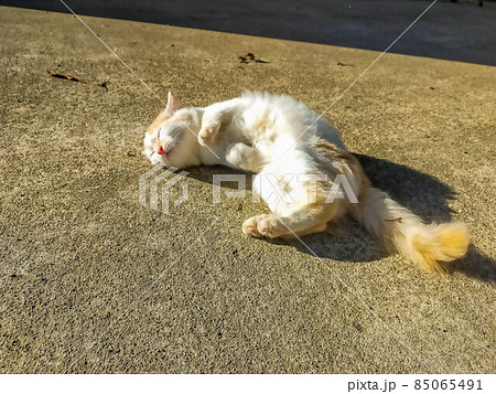 小春日和と子猫 85065491