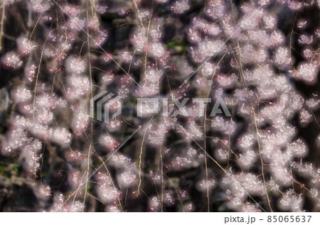 舞鶴公園多重露光の桜の写真 舞鶴公園多重露光の桜の写真 85065637