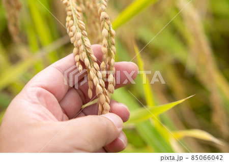 黄色に色づく稲穂 粒を見る男性の手 (9月) 農業 黄色に色づく稲穂 粒を見る男性の手 (9月) 農業 85066042