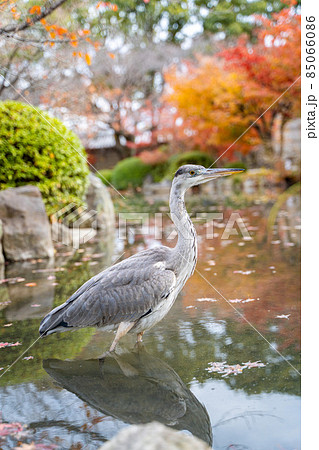 東寺の鷺 東寺の鷺 85066086