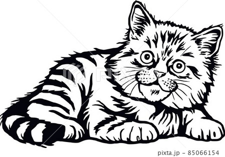 Domestic Cat, Peeking kitten - Cheerful kitty isolated on white - vector stock Domestic Cat, Peeking kitten - Cheerful kitty isolated on white - vector stock 85066154