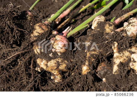 ショウガの収穫　（10月下旬）　家庭菜園 85066236