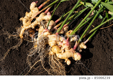 ショウガの収穫　土を落としたもの　（10月下旬）　家庭菜園 85066239