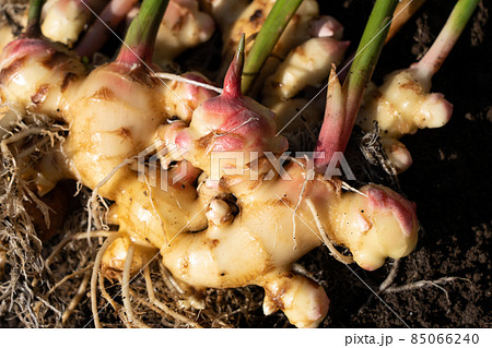 ショウガの収穫　土を落としたもの　（10月下旬）　家庭菜園 85066240