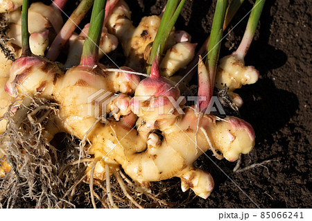 ショウガの収穫　土を落としたもの　（10月下旬）　家庭菜園 85066241