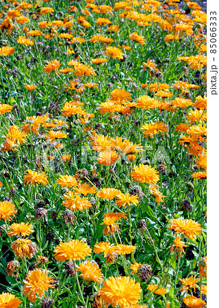 Calendula officinalis - orange pot marigold flowers Calendula officinalis - orange pot marigold flowers 85066333
