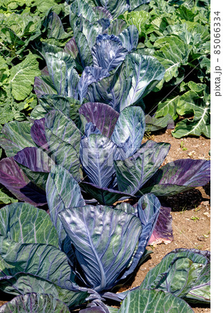 Fresh cabbage leaves and plant growing in garden 85066334